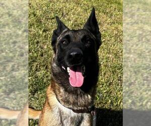 Mutt Dogs for adoption in Woodland, CA, USA