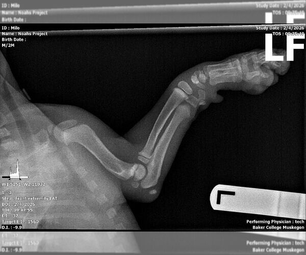 Medium Photo #3 American Bulldog-Unknown Mix Puppy For Sale in Muskegon, MI, USA