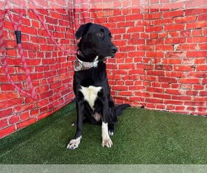 Great Dane Dogs for adoption in Goodyear, AZ, USA