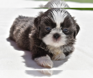Shih Tzu Puppy for sale in PALM COAST, FL, USA