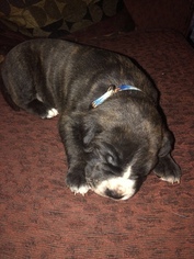 American Staffordshire Terrier-Rottweiler Mix Puppy for sale in GOOSE CREEK, SC, USA