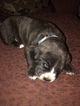 Small Photo #1 American Staffordshire Terrier-Rottweiler Mix Puppy For Sale in GOOSE CREEK, SC, USA