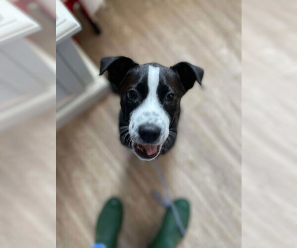 Medium Photo #2 Boxer Puppy For Sale in Foristell, MO, USA