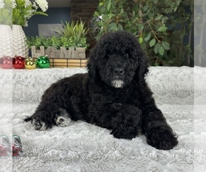 Labradoodle Puppy for sale in GREENFIELD, IN, USA