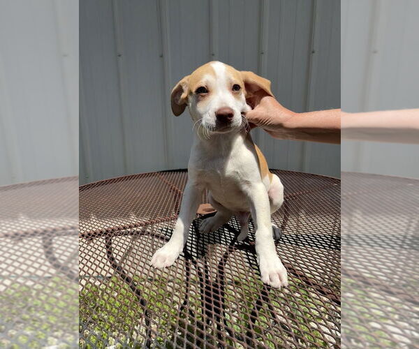 Medium Photo #1 Labrador Retriever-Unknown Mix Puppy For Sale in Bolivar, MO, USA