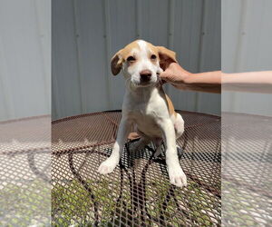 Labrador Retriever-Unknown Mix Dogs for adoption in Bolivar, MO, USA