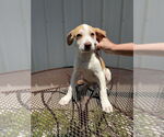 Small Labrador Retriever Mix