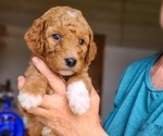Small #2 Poodle (Standard)