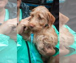 Small Photo #3 Doxiepoo (Standard) Puppy For Sale in Oakhurst, NJ, USA