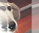 Small #3 Labrador Retriever Mix