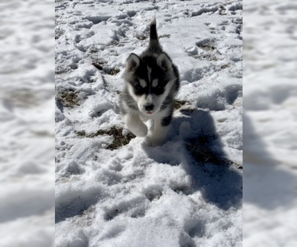 Medium Photo #6 Siberian Husky Puppy For Sale in MORGANTOWN, IN, USA