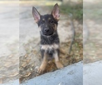 Small Photo #2 German Shepherd Dog Puppy For Sale in PENSACOLA, FL, USA