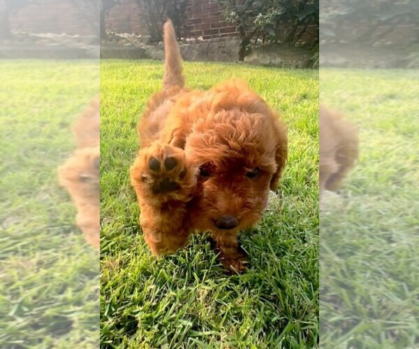 Medium Photo #2 Double Doodle Puppy For Sale in LAGRANGE, GA, USA