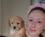 Puppy Puppy 2 Zoya Poodle (Miniature)