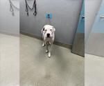 Small Great Dane Mix
