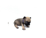 Small #2 French Bulldog