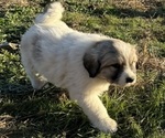 Puppy Blue Collar Great Pyrenees