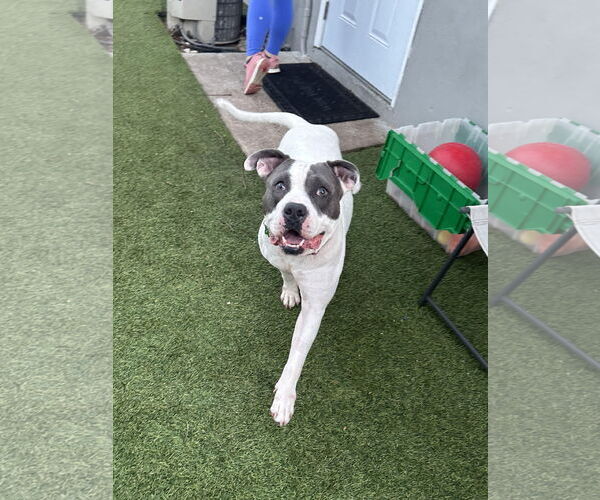 Medium Photo #20 American Bulldog Puppy For Sale in Pompano Beach , FL, USA