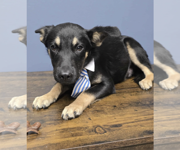 Medium Photo #1 German Shepherd Dog-Unknown Mix Puppy For Sale in Kankakee, IL, USA
