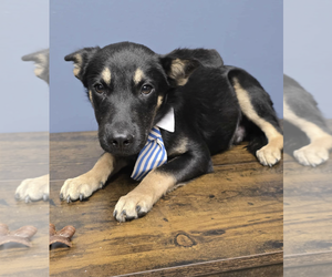 German Shepherd Dog-Unknown Mix Dogs for adoption in Kankakee, IL, USA