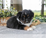 Puppy Diana Miniature American Shepherd