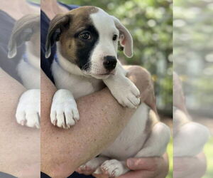 American Pit Bull Terrier-Unknown Mix Dogs for adoption in pomfret, CT, USA