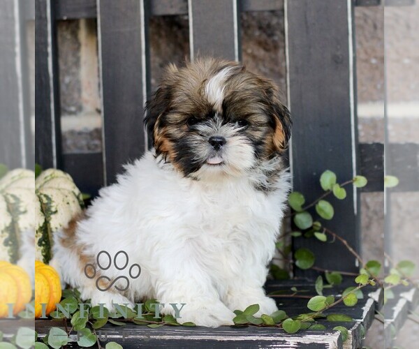 Medium Photo #3 Shih Tzu Puppy For Sale in GORDONVILLE, PA, USA