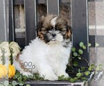 Freddy - Male Shih Tzu Puppy for Sale - Photo #3