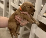 Puppy Orange Goldendoodle
