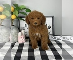 Small #3 Goldendoodle (Miniature)