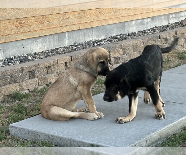 Medium Photo #14 Spanish Mastiff Puppy For Sale in GILLETTE, WY, USA