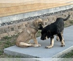Small #13 Spanish Mastiff