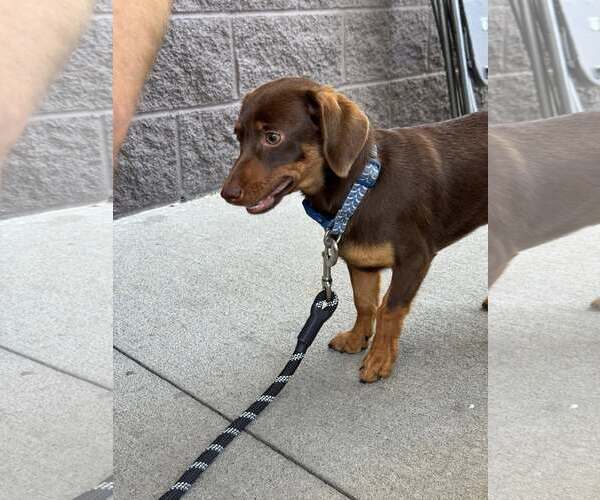 Medium Photo #4 Dachshund-Unknown Mix Puppy For Sale in White Bluff, TN, USA