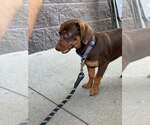 Small #3 Dachshund Mix