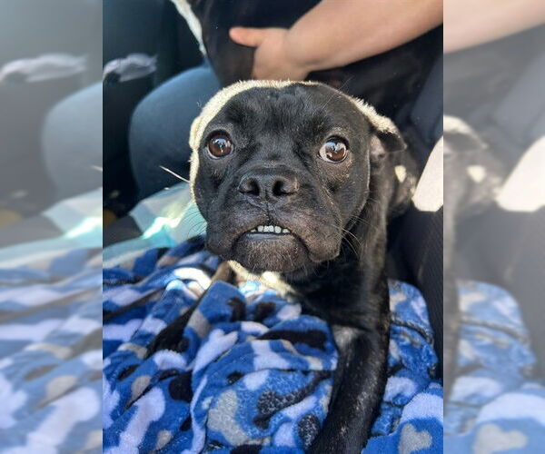 Medium Photo #1 Faux Frenchbo Bulldog Puppy For Sale in Stockton, CA, USA