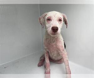 Labrador Retriever-Unknown Mix Dogs for adoption in Houston, TX, USA