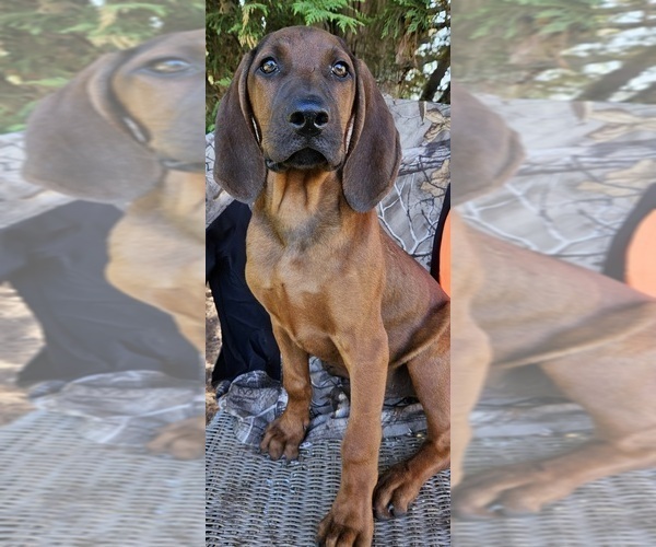 Medium Photo #12 Redbone Coonhound Puppy For Sale in DENVER, PA, USA