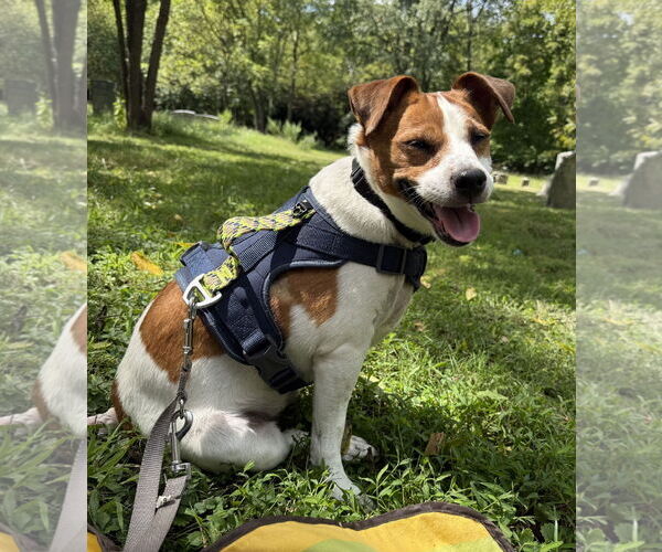 Medium Photo #53 Mutt Puppy For Sale in Philadelphia, PA, USA