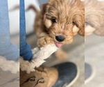 Small #1 Cavapoo