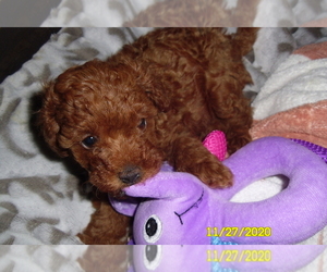 Poodle (Toy) Puppy for sale in DULUTH, GA, USA