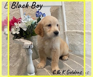 Golden Retriever Puppy for Sale in MOULTON, Iowa USA