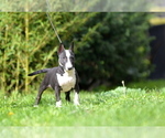 Small #13 Miniature Bull Terrier