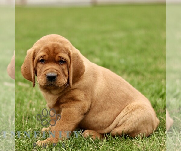 Medium Photo #2 Labrador Retriever Puppy For Sale in RONKS, PA, USA