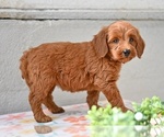 Small #2 Poodle (Miniature)