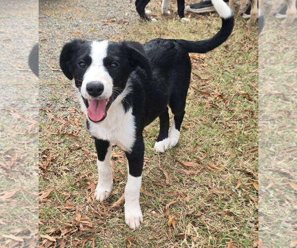 Medium Photo #5 Beagle-Border Collie Mix Puppy For Sale in Alexander, AR, USA