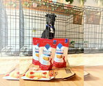 Small #9 Labrador Retriever Mix