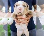 Small Photo #22 Olde English Bulldogge Puppy For Sale in NORTH LAS VEGAS, NV, USA