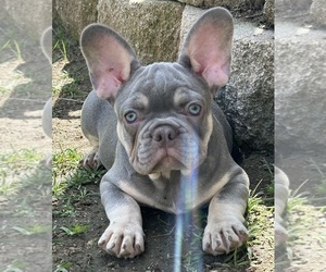 French Bulldog Puppy for sale in SANTA FE SPRINGS, CA, USA