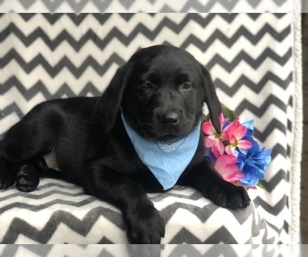 Medium Photo #3 Labrador Retriever Puppy For Sale in EAST EARL, PA, USA