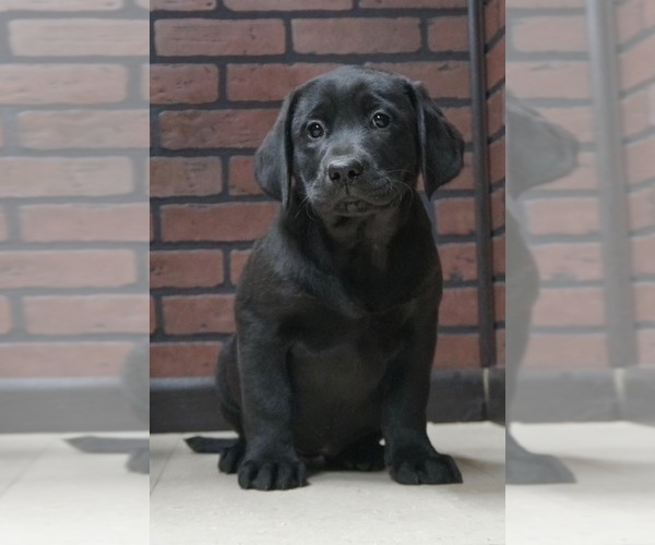 Medium Photo #1 Labrador Retriever Puppy For Sale in NAPPANEE, IN, USA